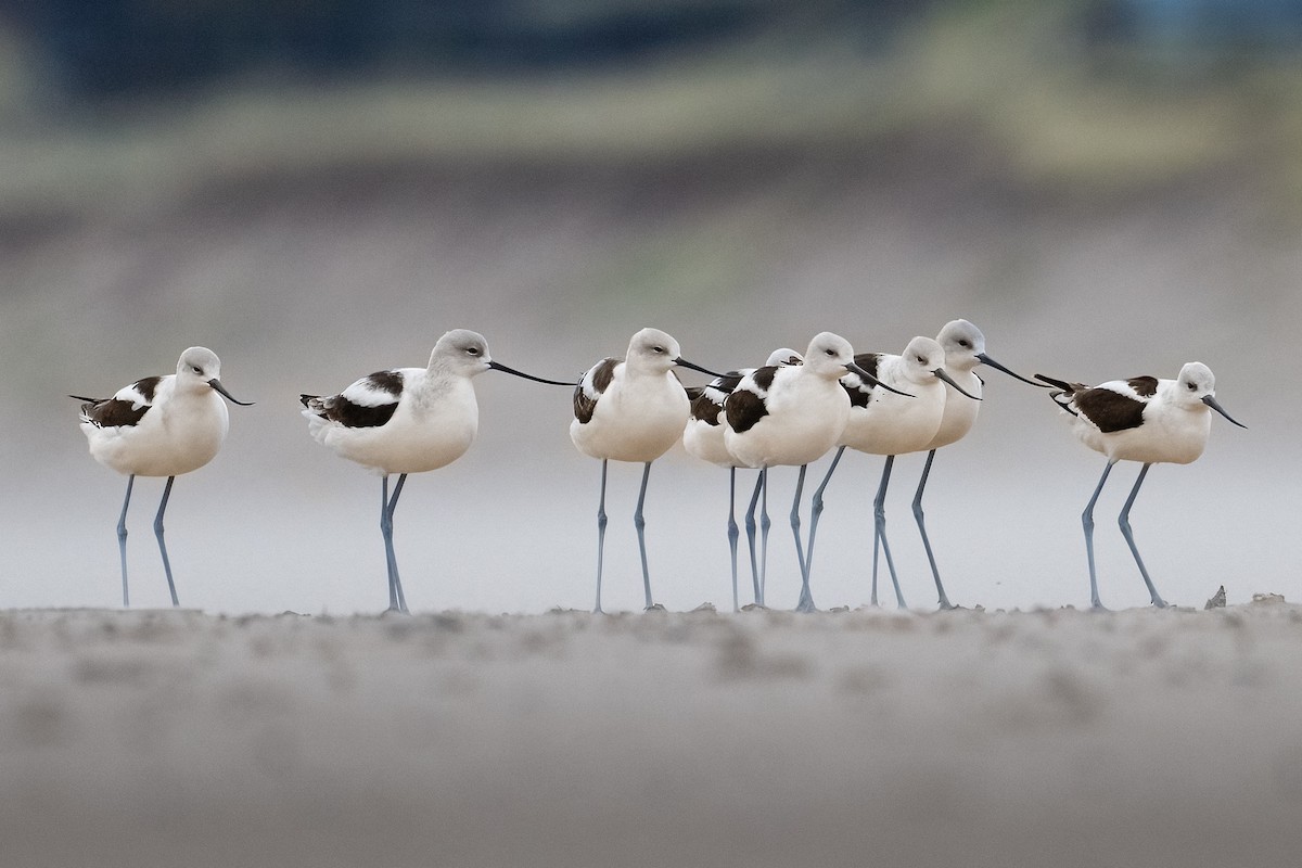 American Avocet - Mark Parker