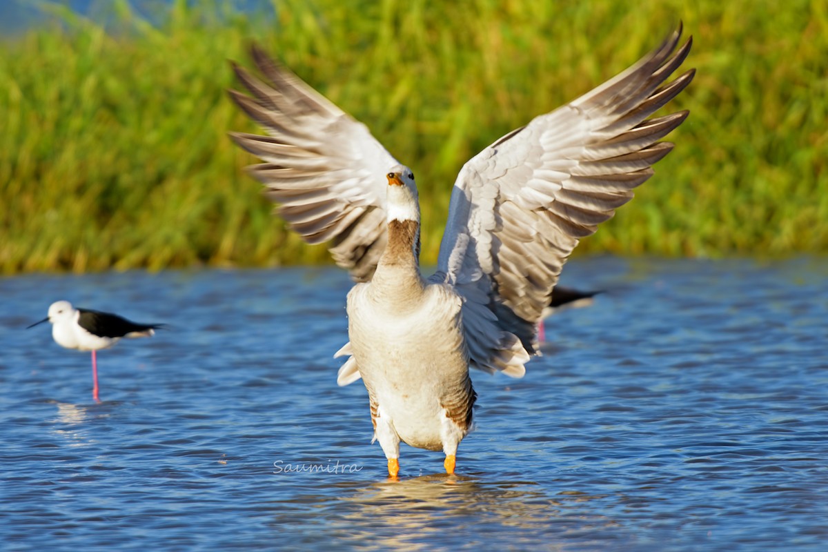 Bar-headed Goose - ML500787271