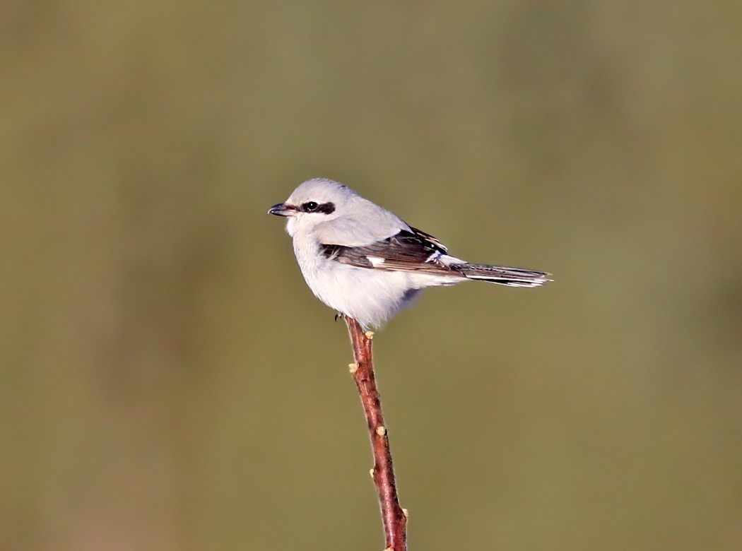 Northern Shrike - ML50078731