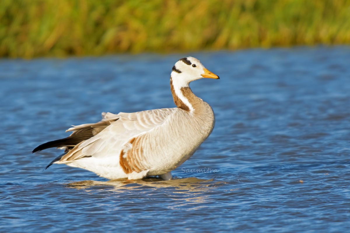 Bar-headed Goose - ML500787371