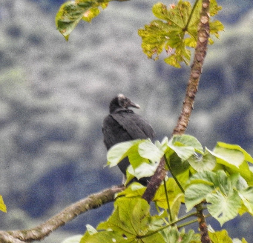 Black Vulture - fabian castillo