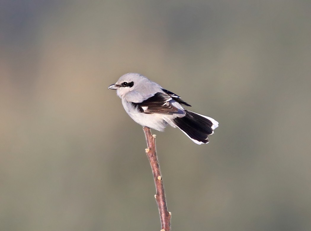 Northern Shrike - ML50078741