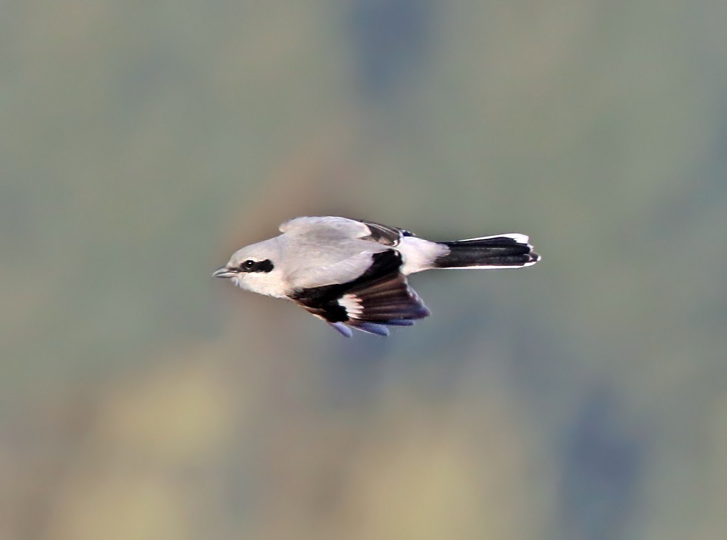 Northern Shrike - ML50078751