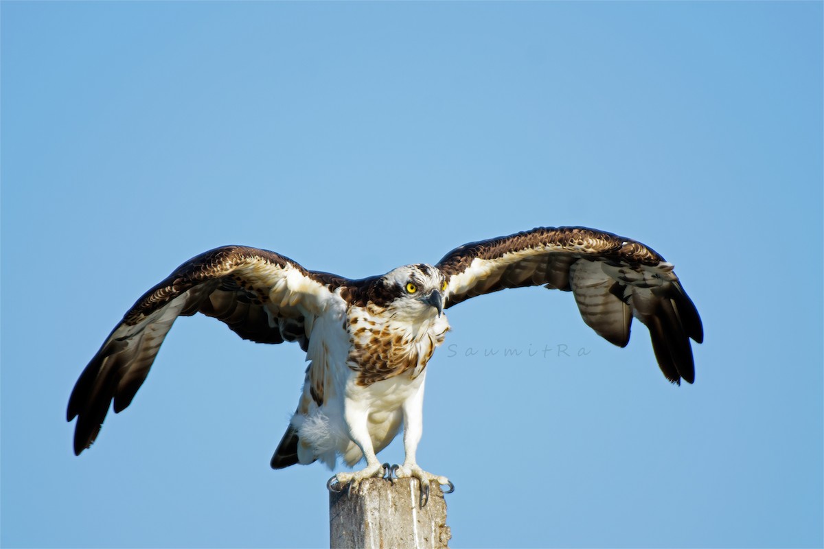 Osprey - ML500787631