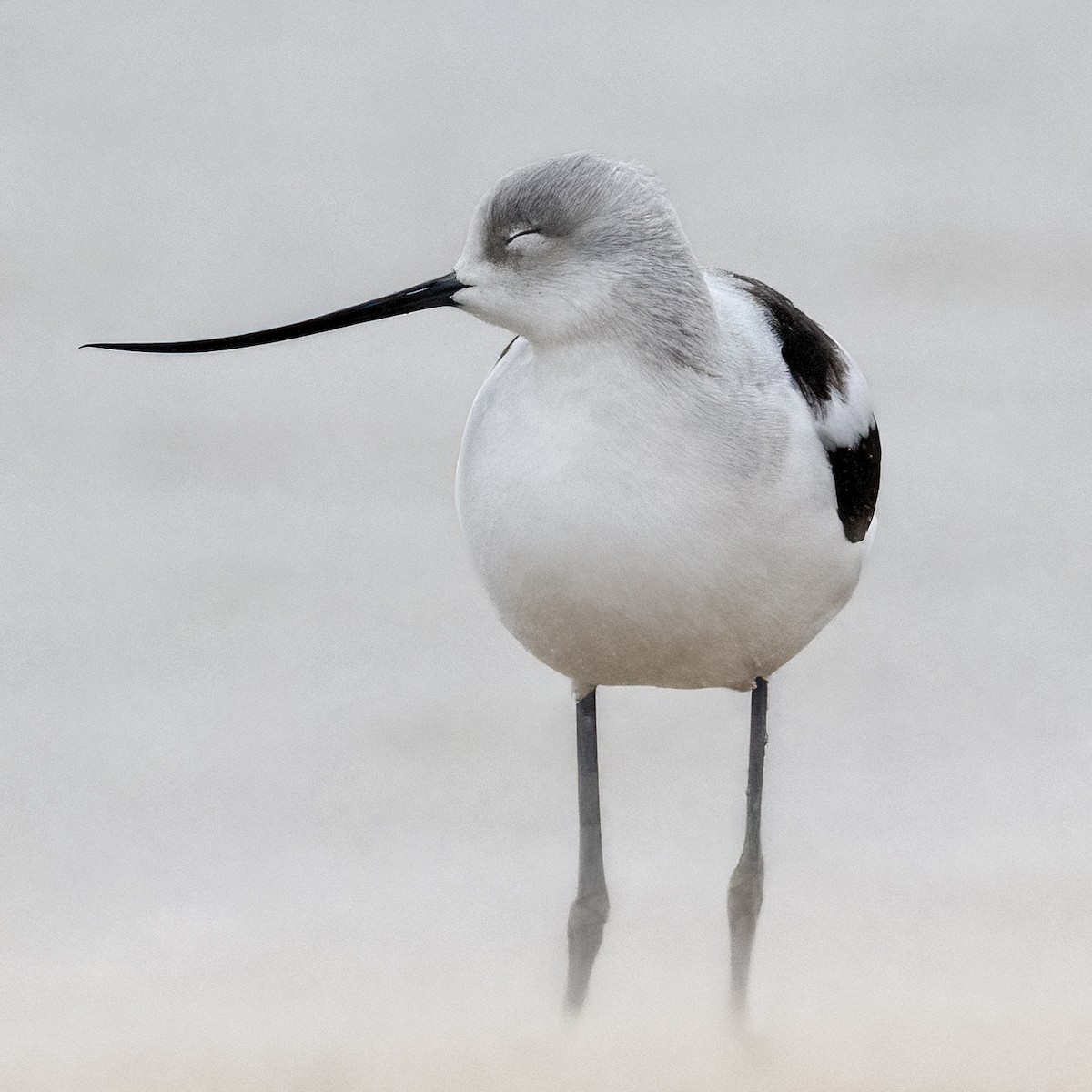 American Avocet - Mark Parker