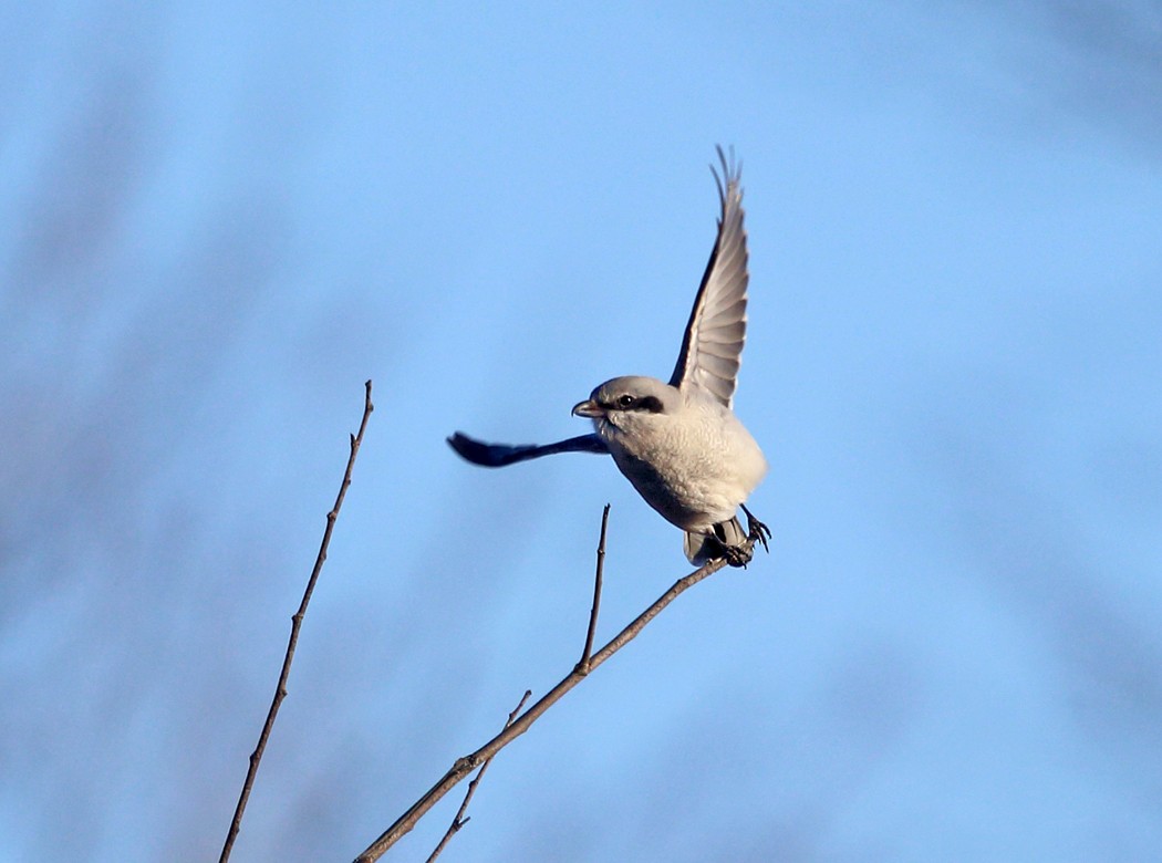 Northern Shrike - ML50078771