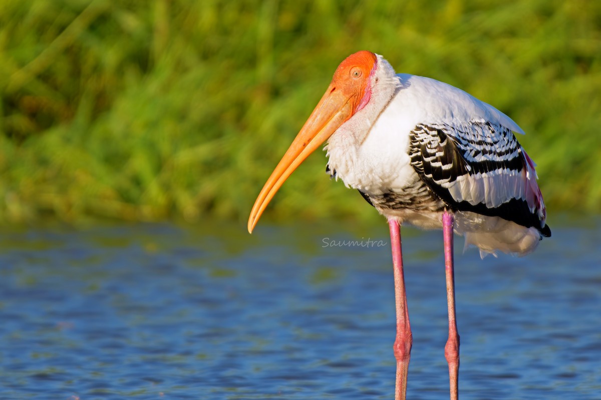 Painted Stork - ML500787751