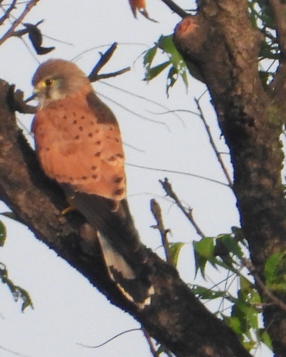 Eurasian Kestrel - ML500789281