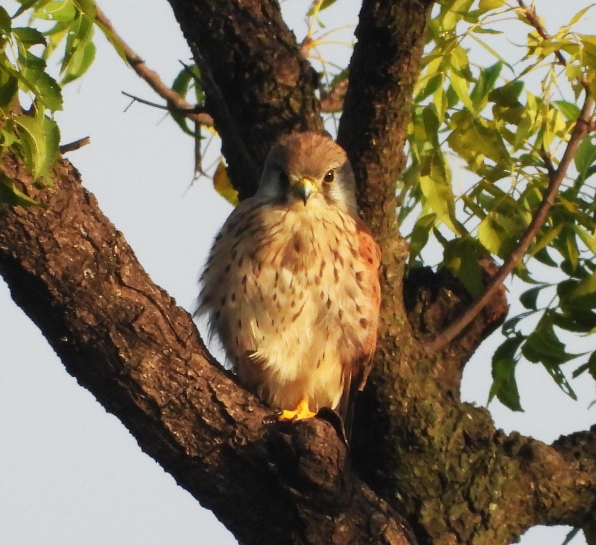 Eurasian Kestrel - ML500789291