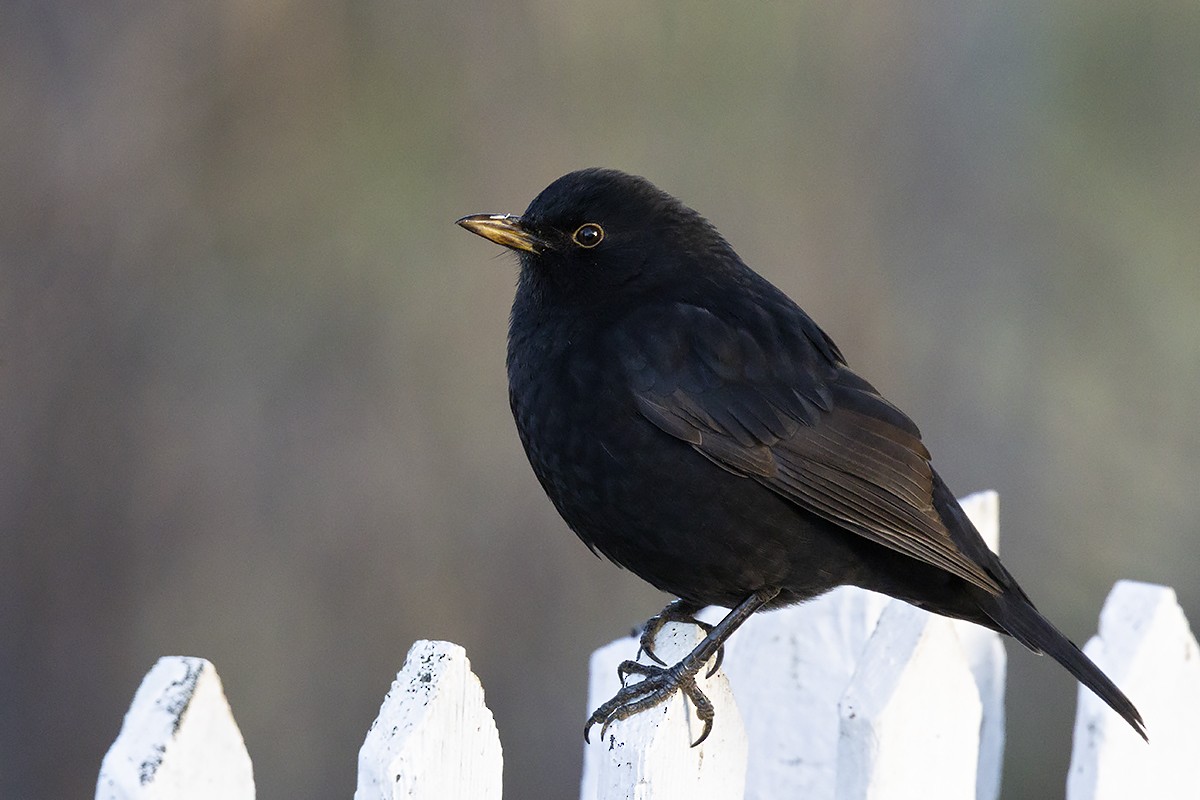 Eurasian Blackbird - ML500789301