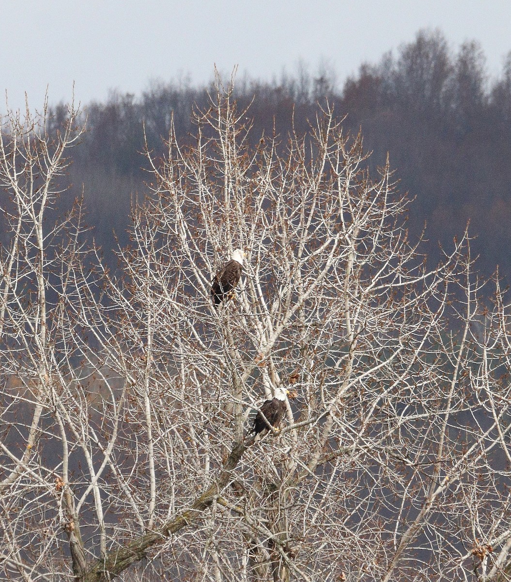 Bald Eagle - ML500790391