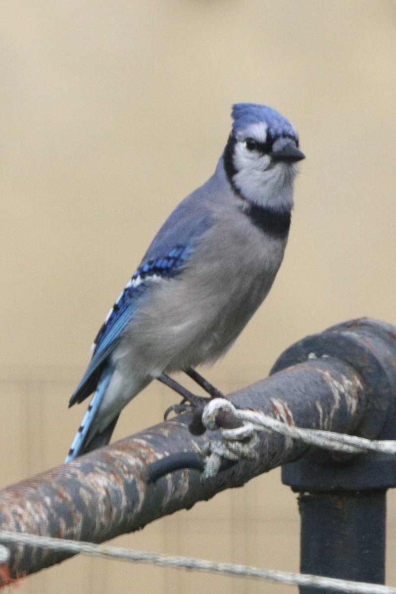 Blue Jay - ML500790441