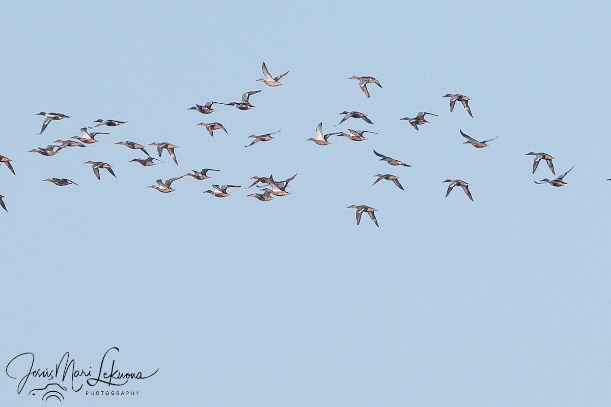 Northern Shoveler - ML500790661