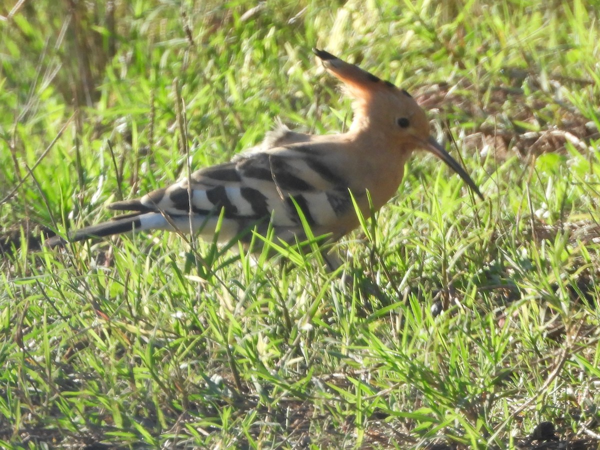 Eurasian Hoopoe - Maria João Marques Gomes