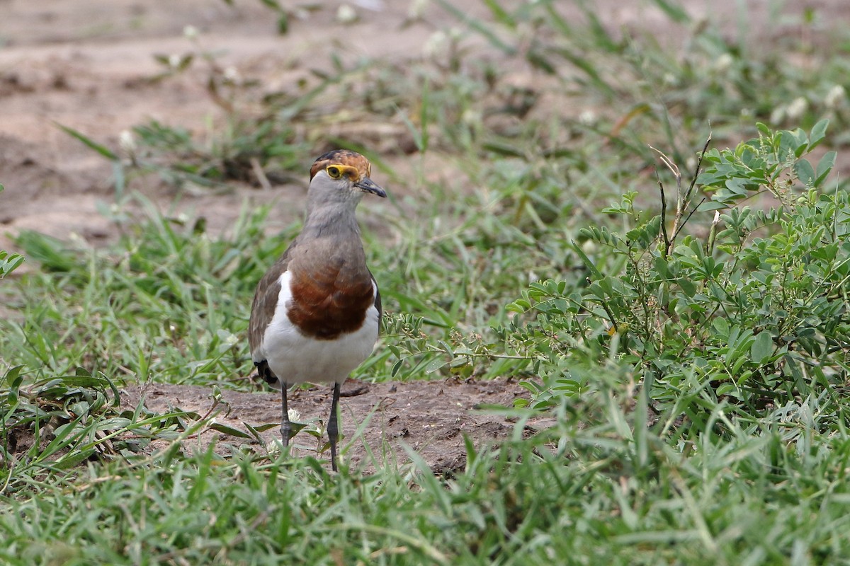 Avefría Pechirrufa - ML500791101