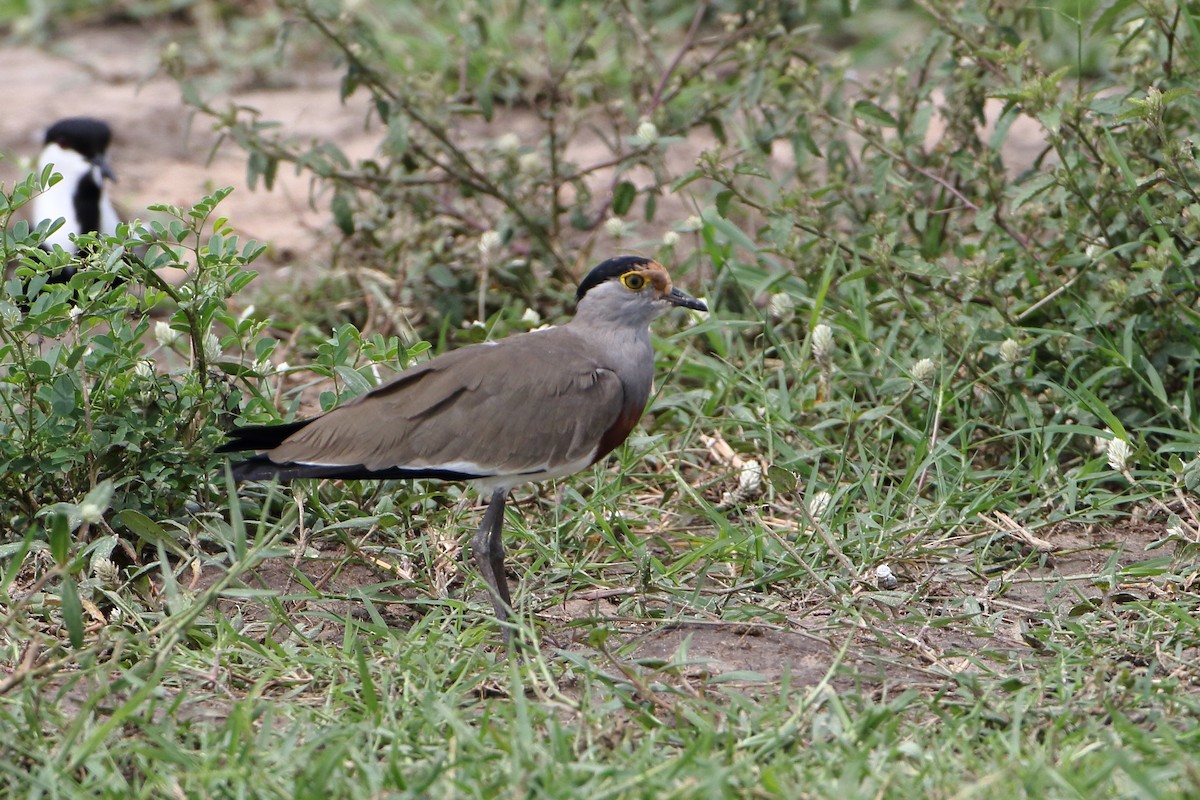 Avefría Pechirrufa - ML500791131