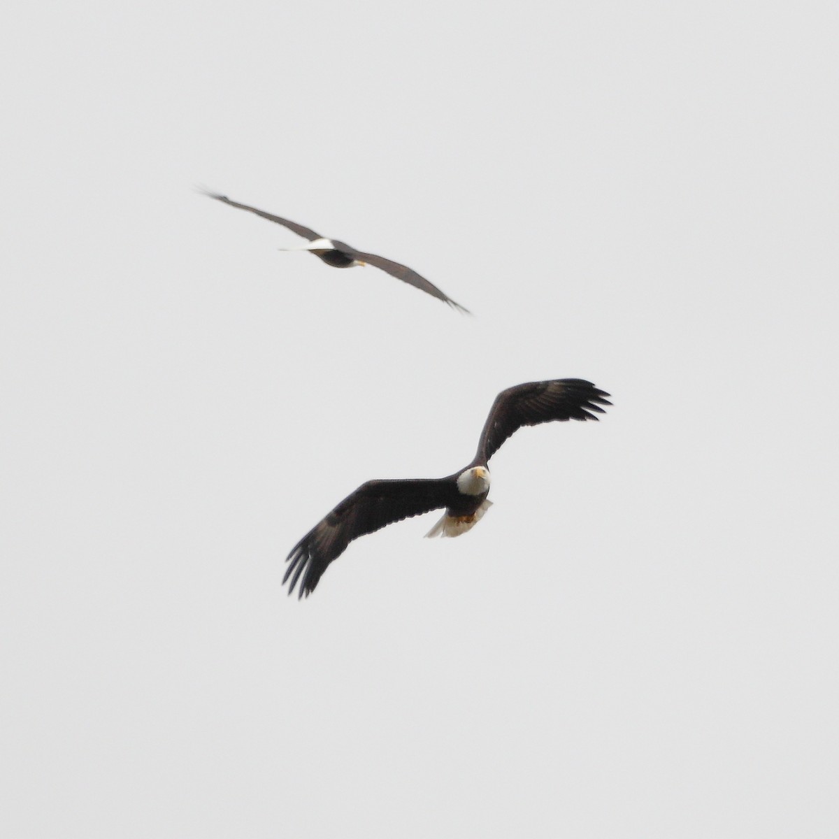 Bald Eagle - ML500791341
