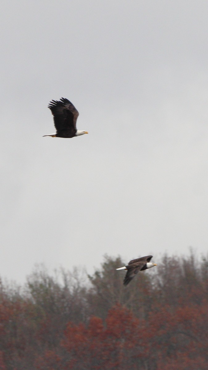 Bald Eagle - ML500791401