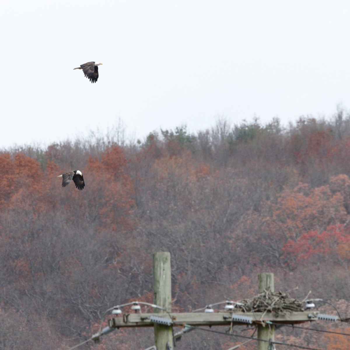 Bald Eagle - ML500791451