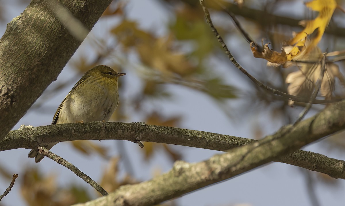 Blackpoll Warbler - ML500793081