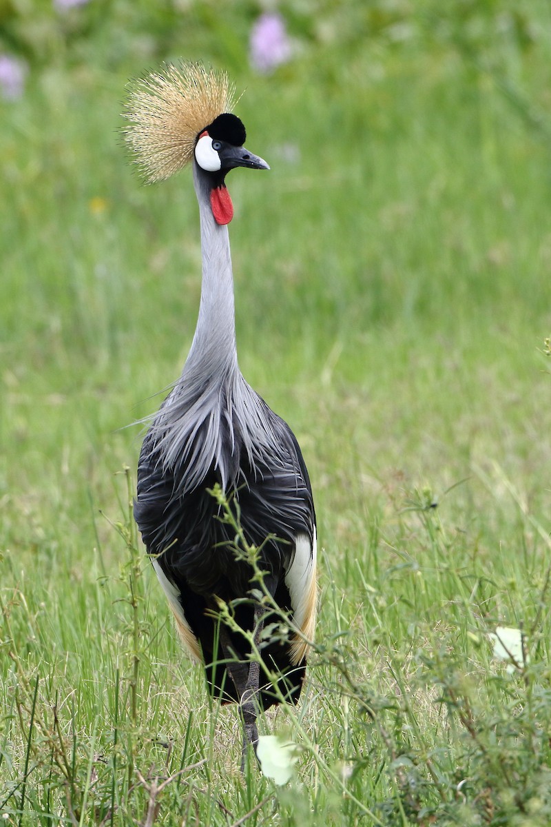 Grulla Coronada Cuelligrís - ML500794311