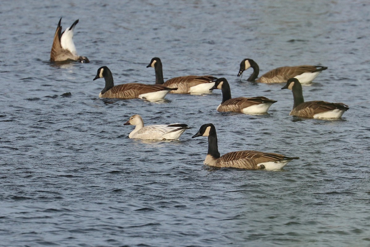 Snow Goose - Rhesa Sy