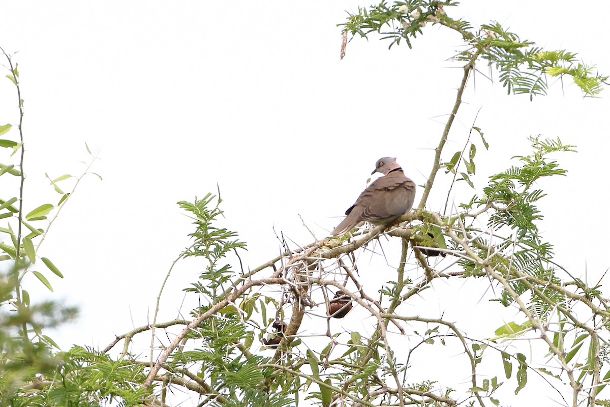 Mourning Collared-Dove - Ohad Sherer