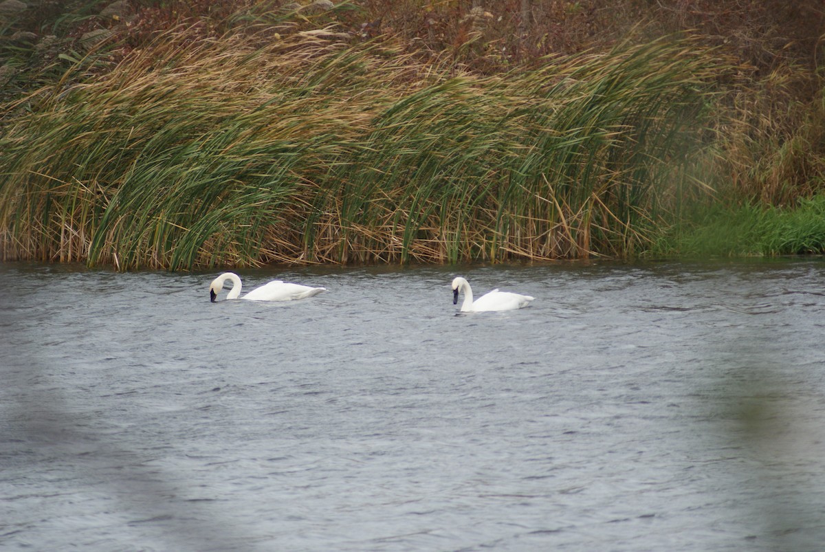 Trumpeter Swan - ML500796561