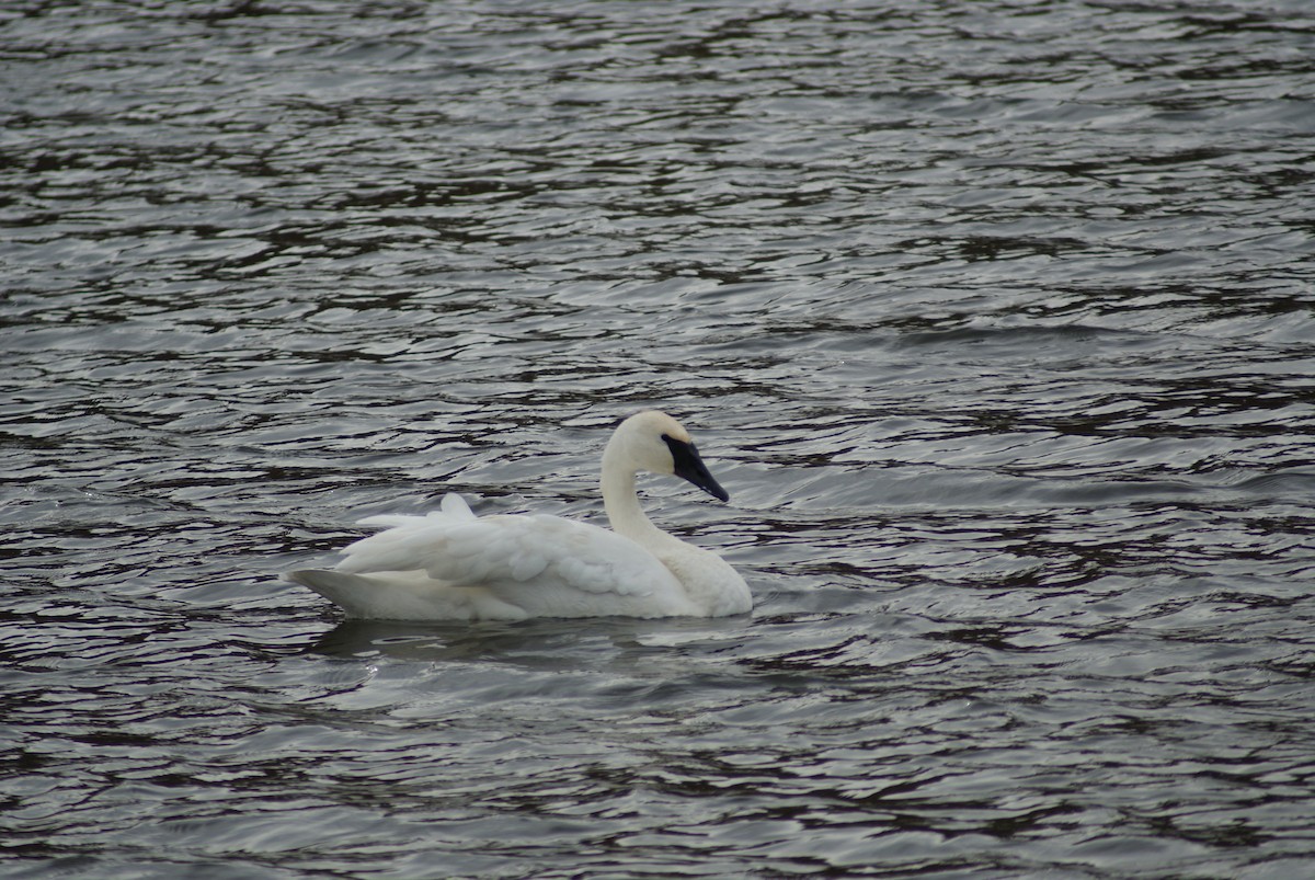 Trumpeter Swan - ML500796621