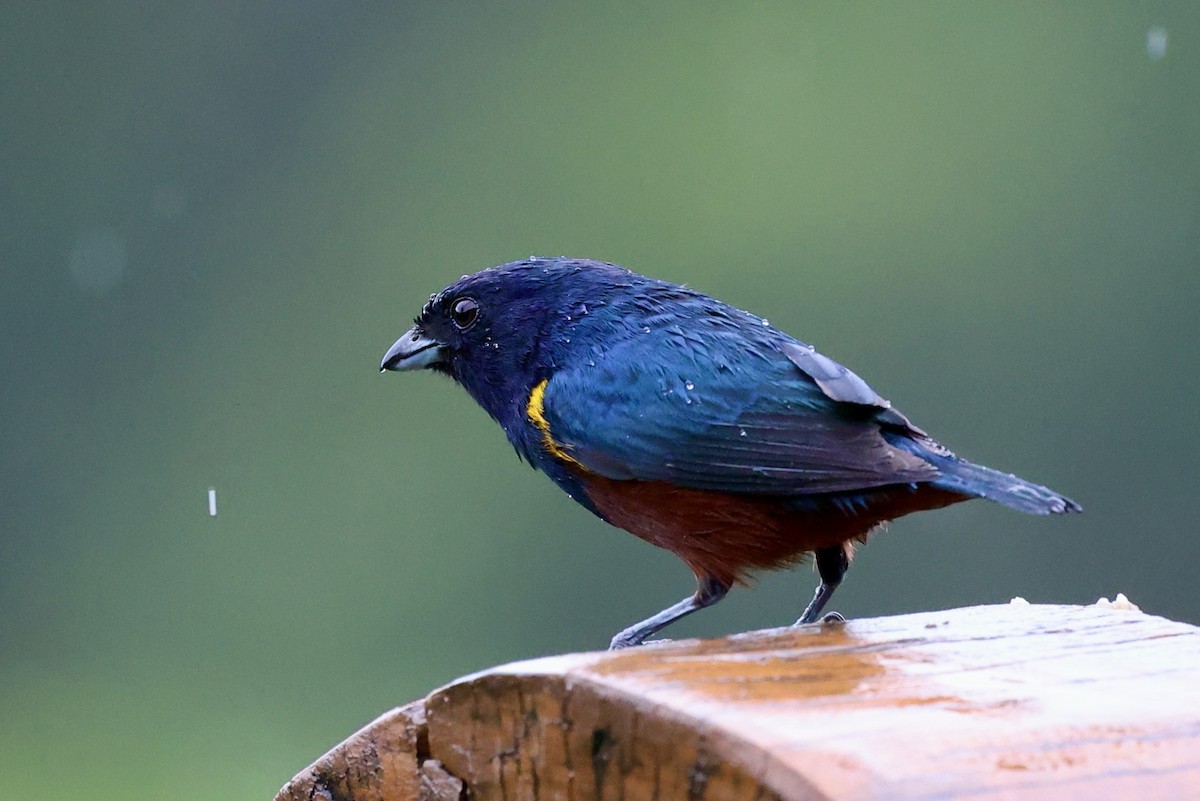 Chestnut-bellied Euphonia - Morgan Tingley