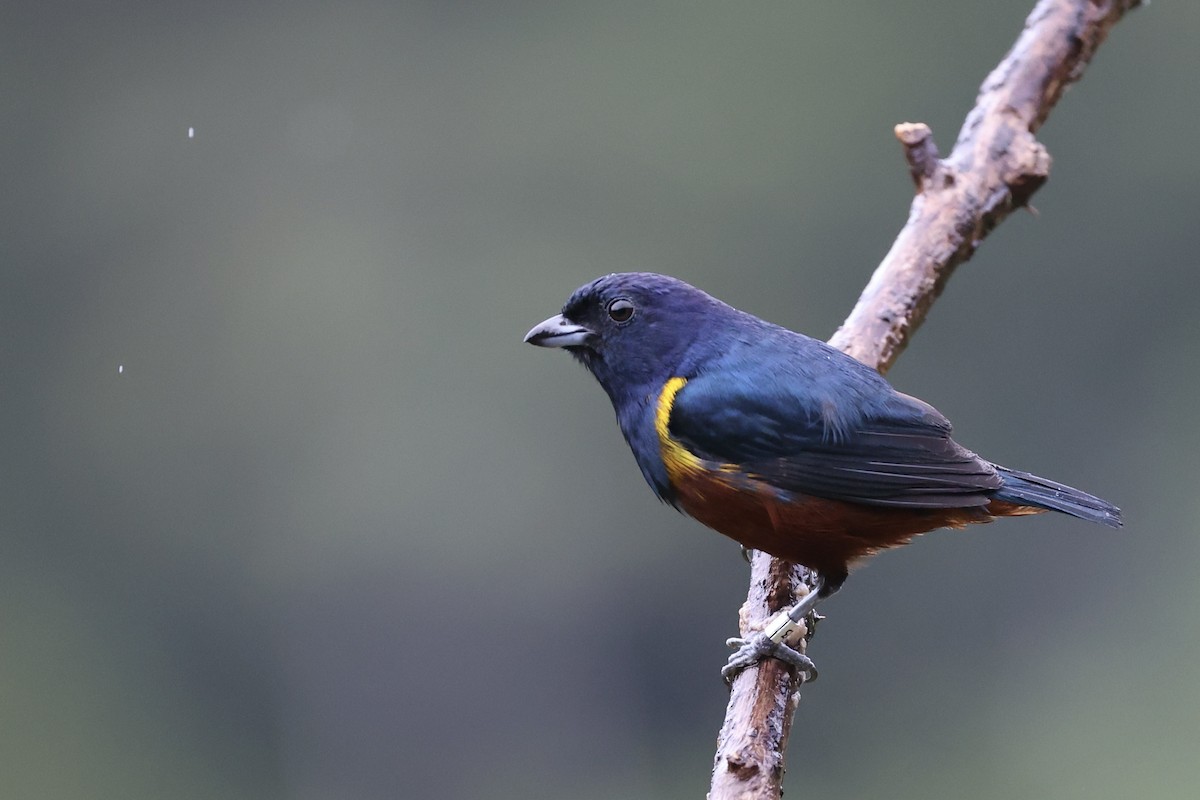 Chestnut-bellied Euphonia - ML500797731