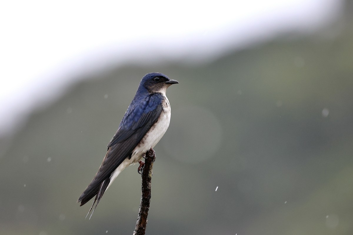 Gray-breasted Martin - ML500797871