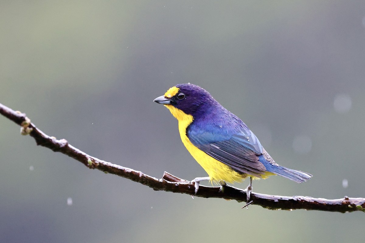 Violaceous Euphonia - ML500798081