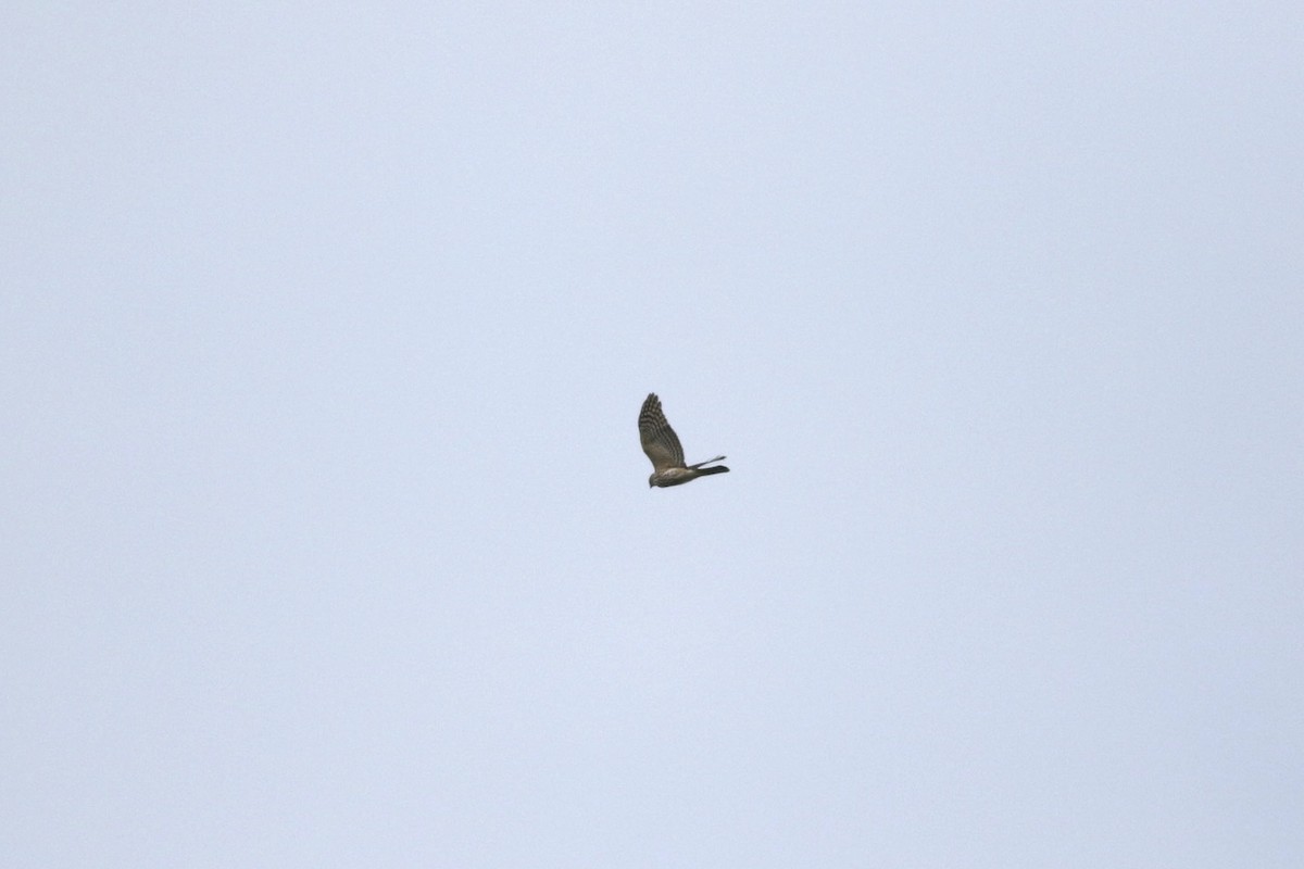 Sharp-shinned Hawk - Lauren Grimes