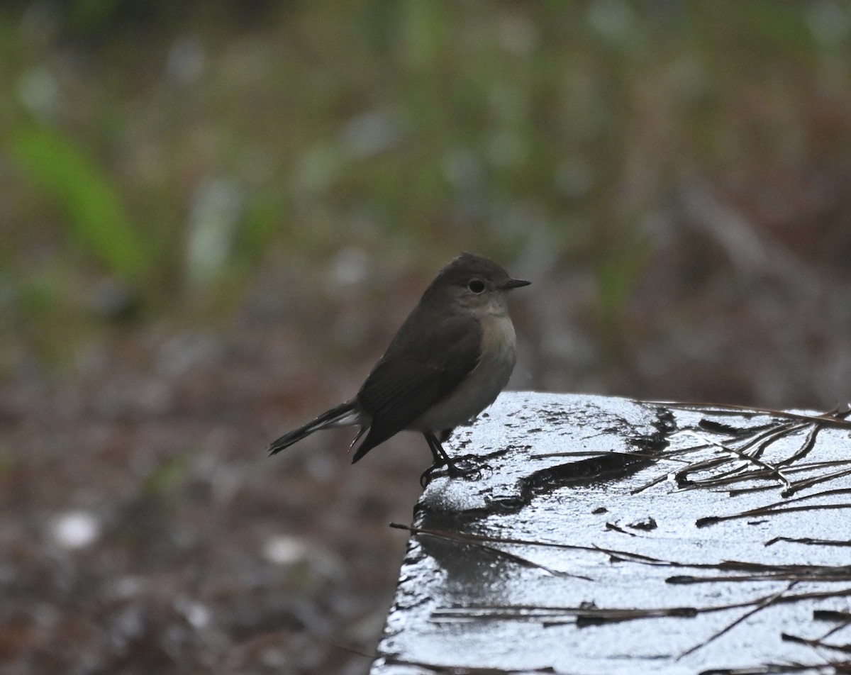 Red-breasted Flycatcher - ML500798961