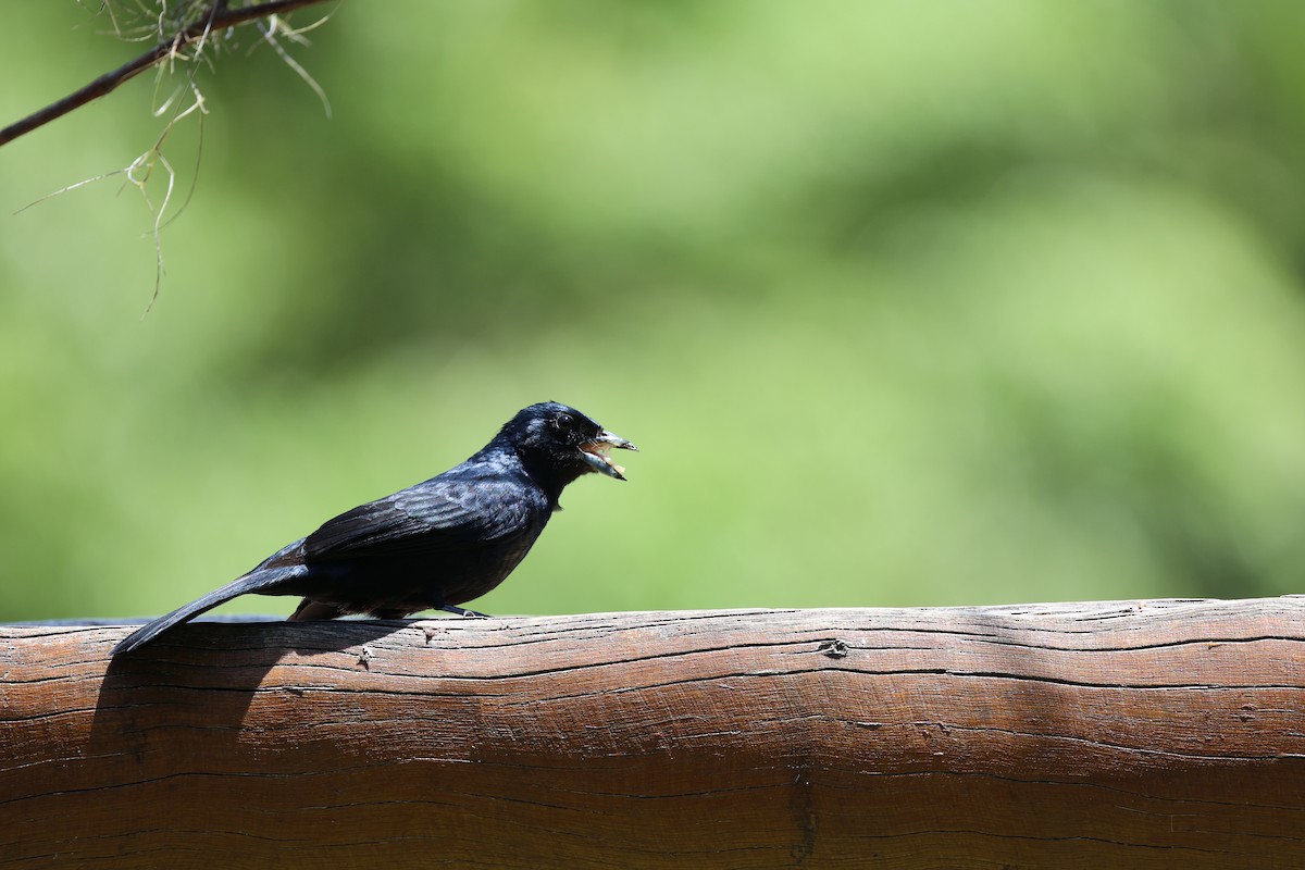 Ruby-crowned Tanager - Morgan Tingley