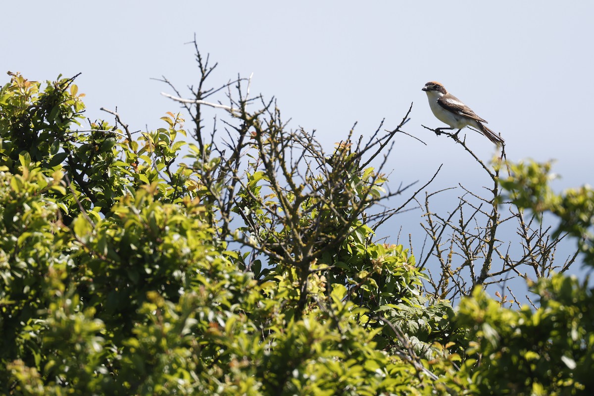 Woodchat Shrike - ML500802121