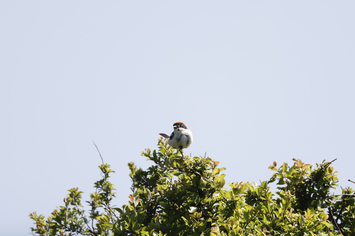 Woodchat Shrike - ML500802241