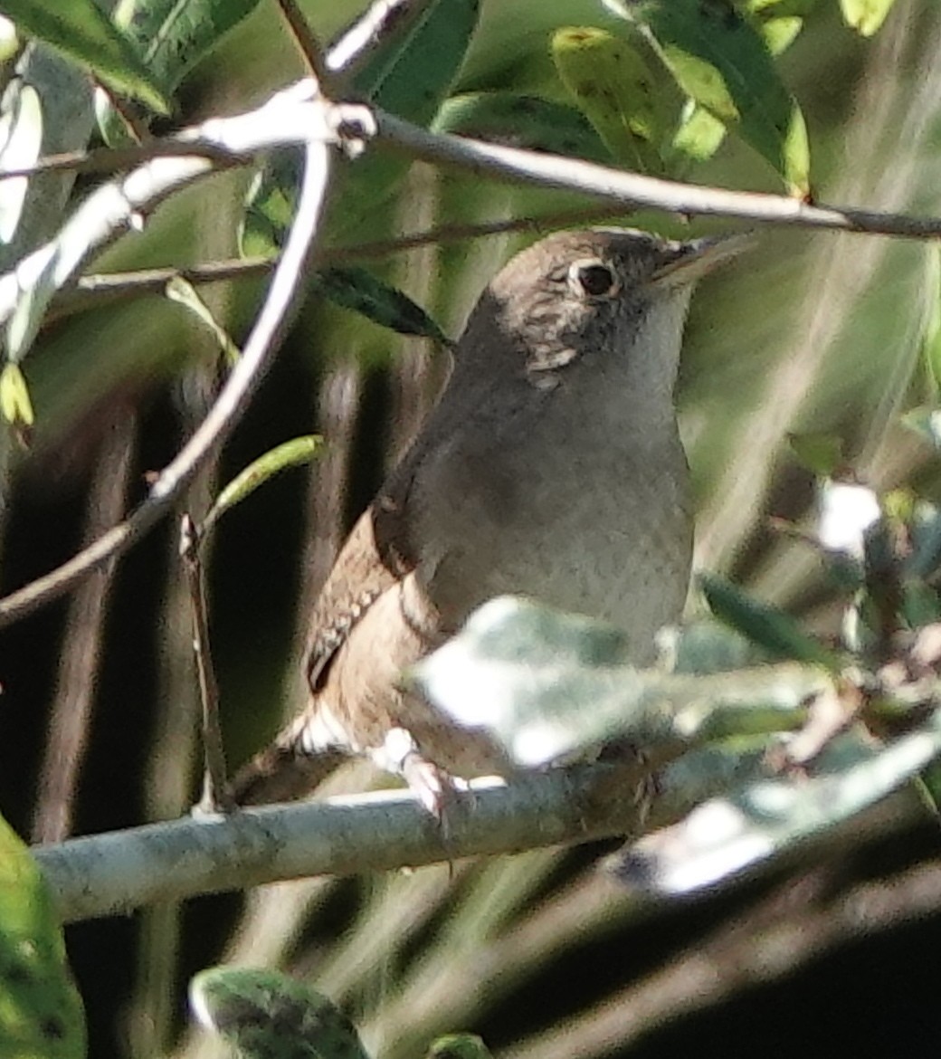 House Wren - ML500803081