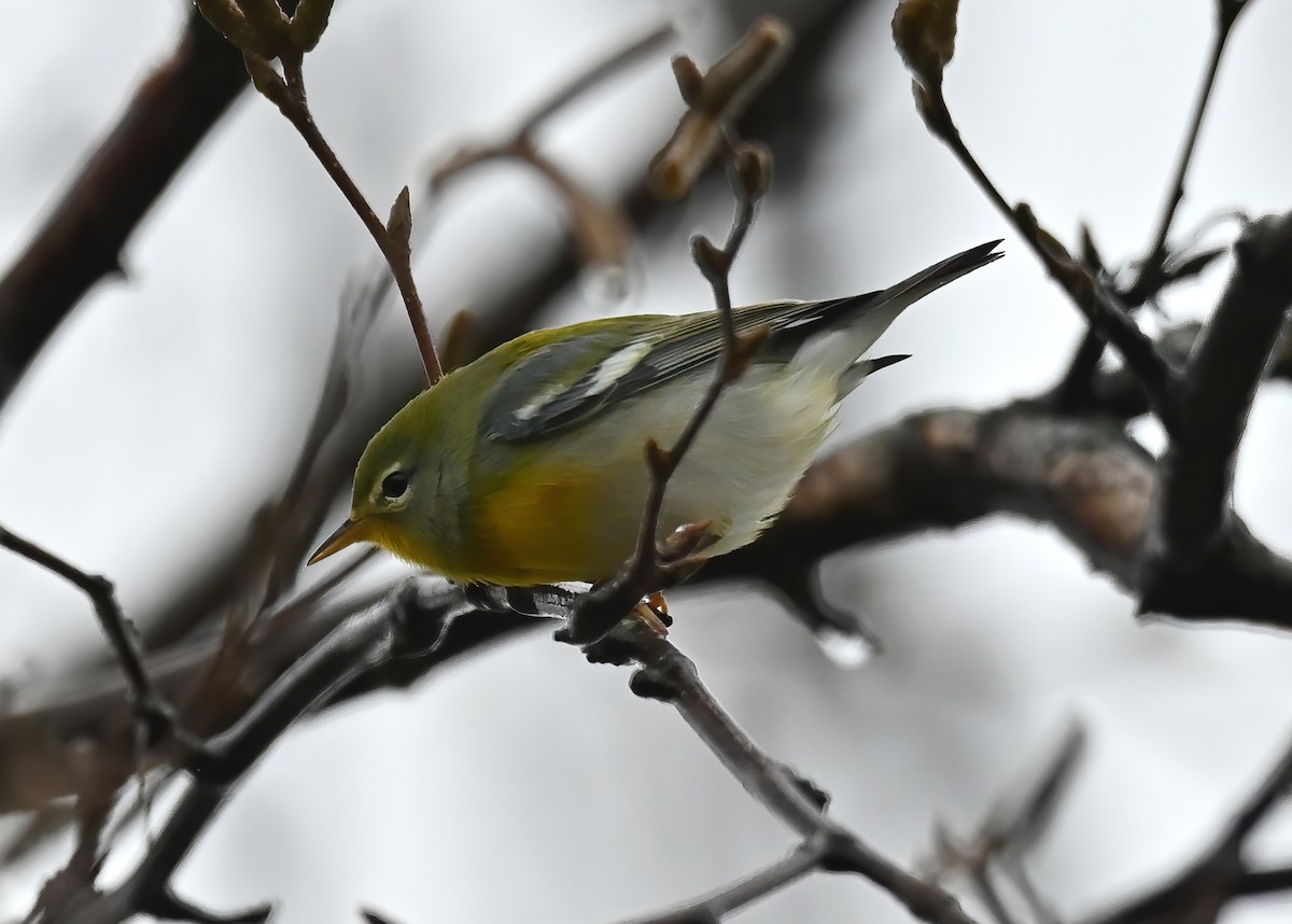 Northern Parula - ML500803491