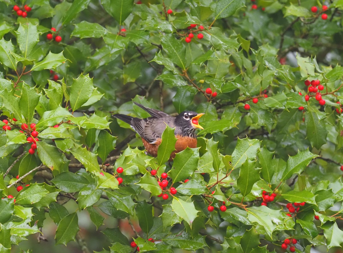 American Robin - ML500805541