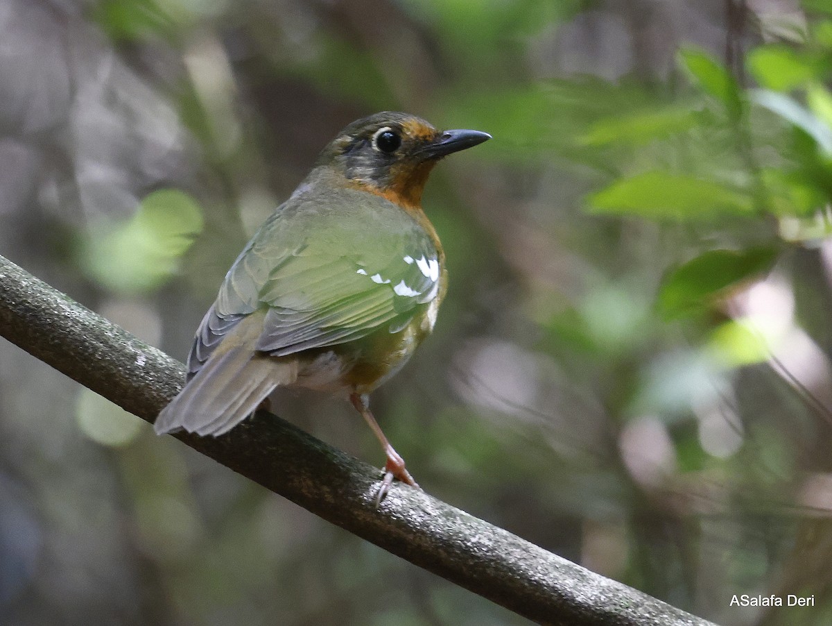 Orange Ground-Thrush - Fanis Theofanopoulos (ASalafa Deri)