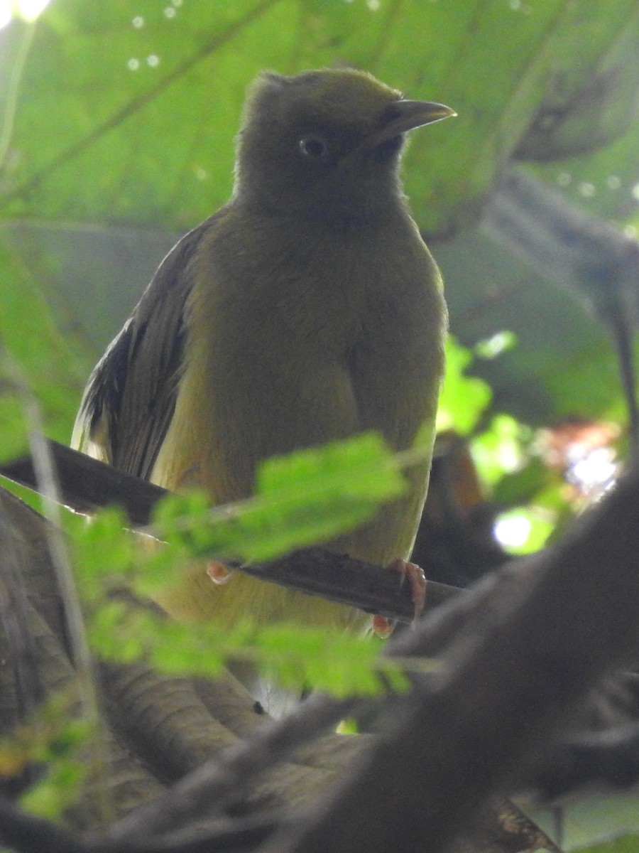 Gray-headed Bulbul - ML500809451