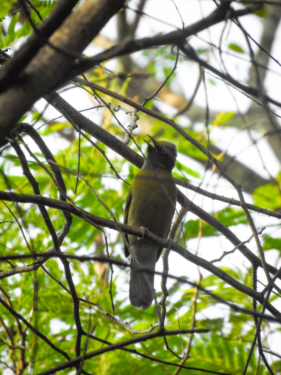 Gray-headed Bulbul - Rameez Elm