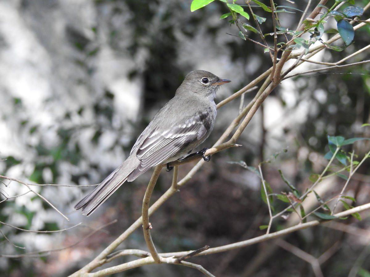 Olivaceous Elaenia - Àlvaro Riccetto