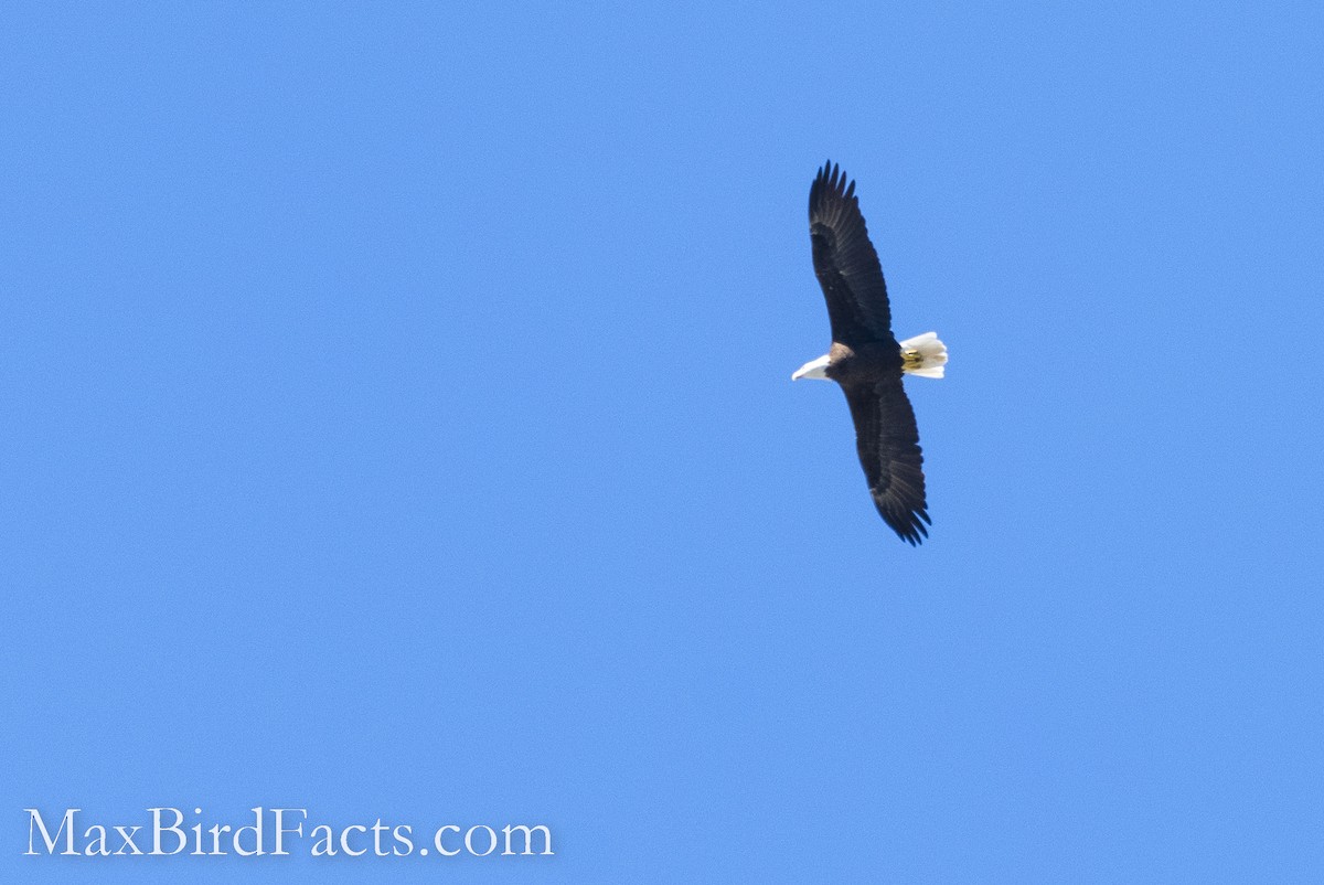 Bald Eagle - ML500809951