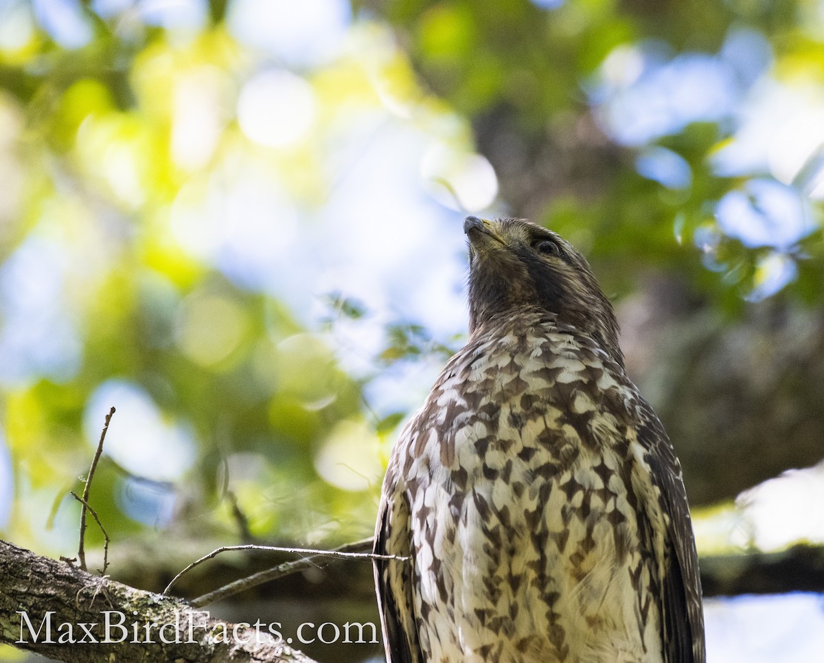 Red-shouldered Hawk - ML500809981