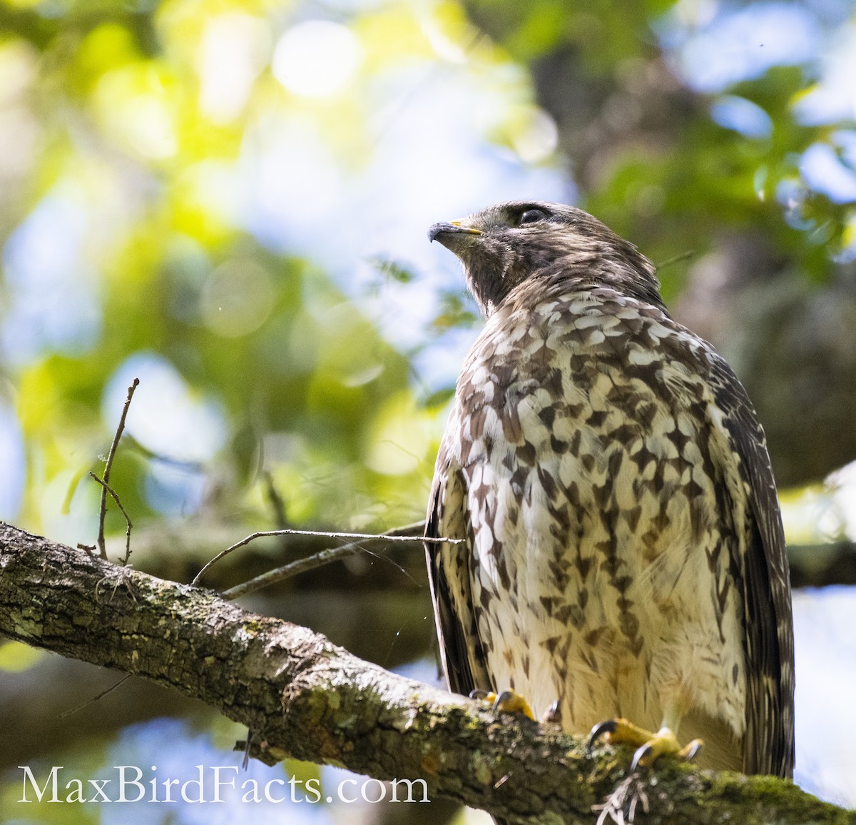 Red-shouldered Hawk - ML500809991