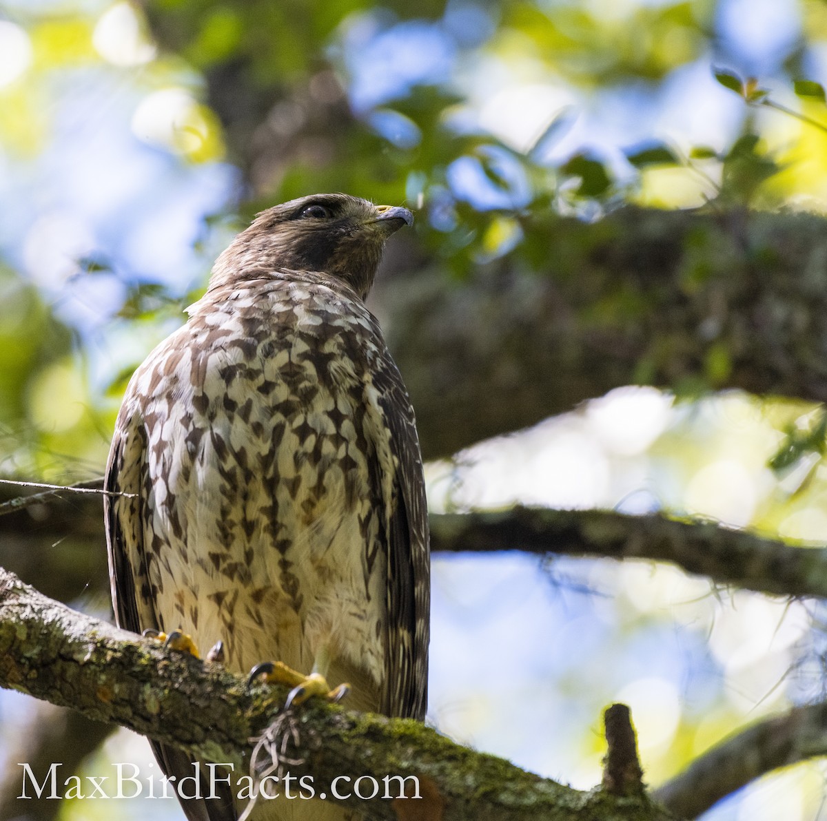 Red-shouldered Hawk - ML500810001