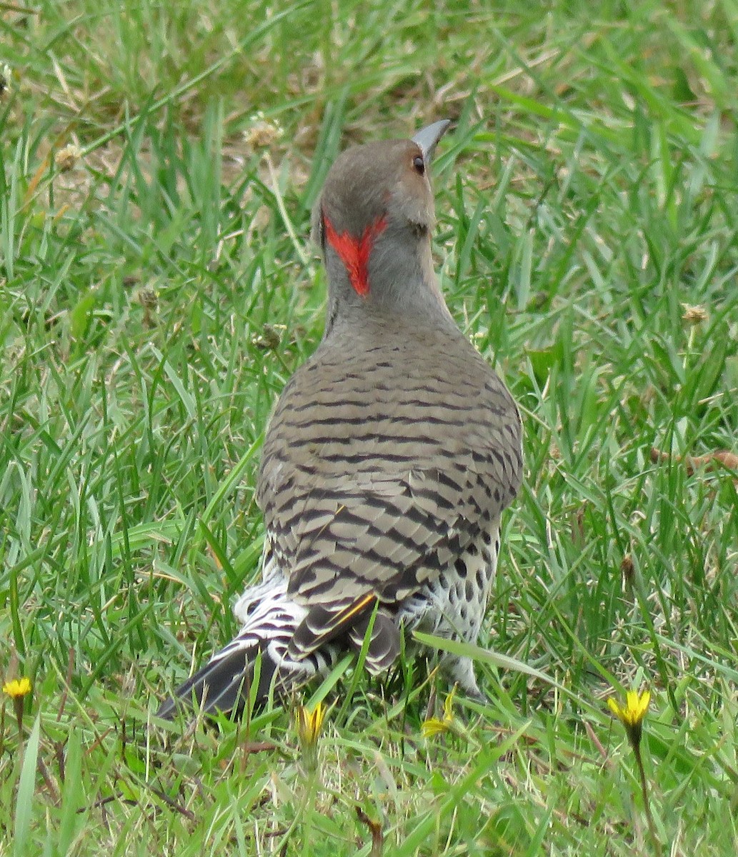 Northern Flicker (Yellow-shafted x Red-shafted) - Colin Meusel
